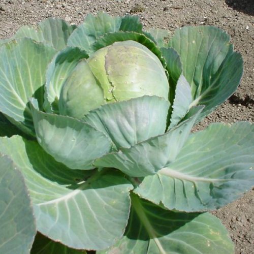 Brassica_oleracea2