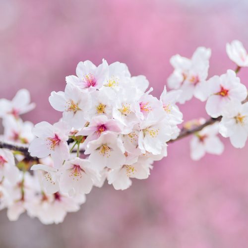 cherry-blossoms-2218781