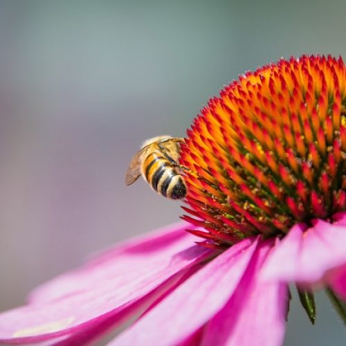 honey-bee-7377104_640