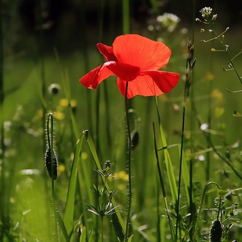 poppy-geafb9c797_640